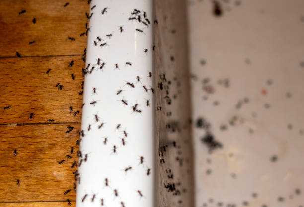 Best Wasp Removal Services  in Homedale, ID